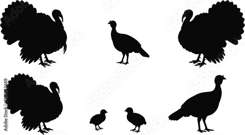 Collection of turkey bird silhouettes including adult male, female and chicks for wildlife illustration, farm animal graphics, Thanksgiving artwork and nature themed design resources