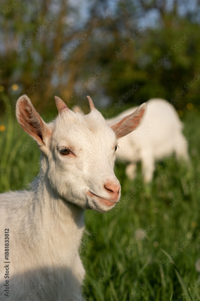 Obraz premium baby goat eating grass. white goat on a meadow. goats on a meadow. baby goat and mother. two white goats