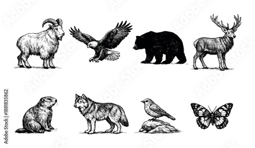 Illustrated wildlife: goat, eagle, bear, deer, marmot, wolf, bird, butterfly