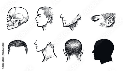 Sketches of human head anatomy and profiles on black background