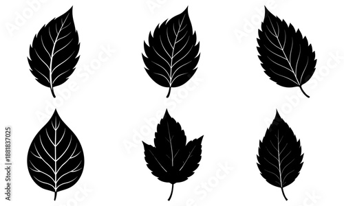 Six Different Types of Leaves in Black Silhouette on White Background leaf
