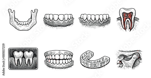 Dental anatomy: illustration of teeth, jaws, and tooth cross-section