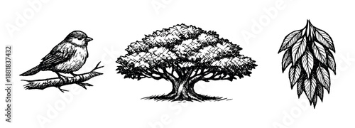 Detailed black and white drawings of bird, tree, and leaves on dark background
