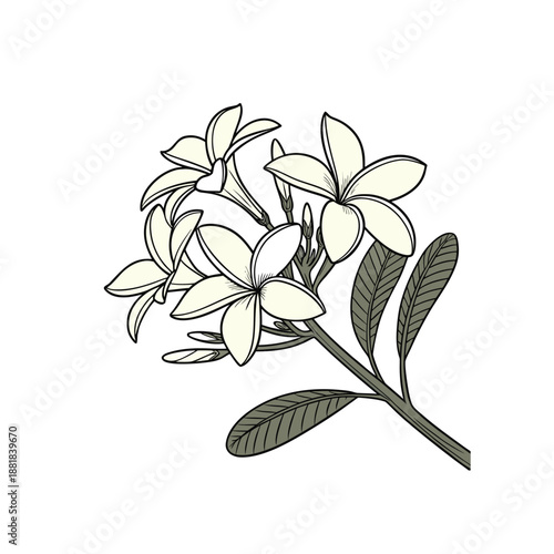 Delicate plumeria blossom branch with creamy petals and green leaves on a white background