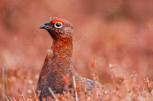Fotografía Red grouse in heather moorland, Cairngorms National Park, Scotland