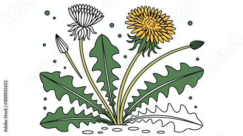 Dandelion flowers and leaves illustration