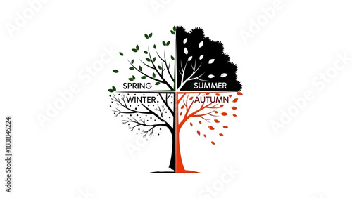 Four seasons tree illustration representing spring, summer, autumn and winter on white background.
