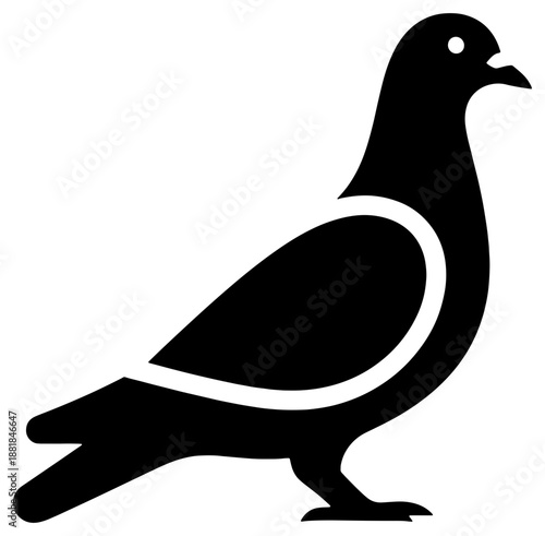 Black and white pigeon