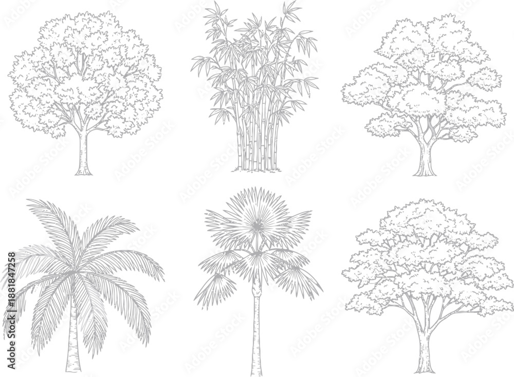 Fototapeta premium Botanical line drawings of different tree species including palm, bamboo, and oak