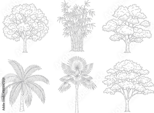 Botanical line drawings of different tree species including palm, bamboo, and oak