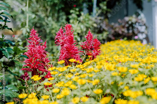 Photos Red and yellow tropical flowers blooming together in a lush garden, creating a c