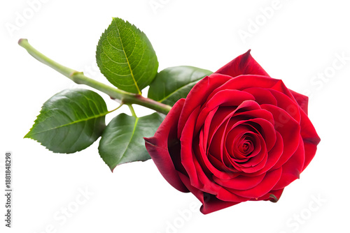 Red Rose with Green Leaves on Black Background flower