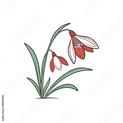 Stylized illustration featuring two delicate red and white flowers on green stems