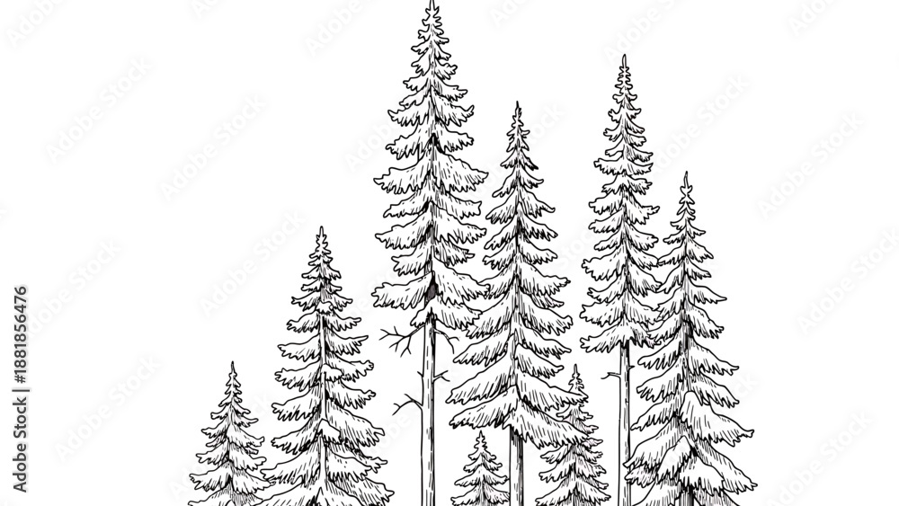 Obraz premium Vector Illustration of Pine Trees in Naturalistic Style with Black and White Color Scheme for Eco Nature Design