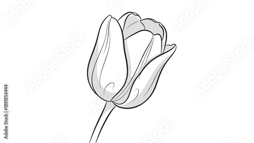 Minimalist Vector Illustration of Tulip Flower in Monochrome Style for Elegant Floral Design