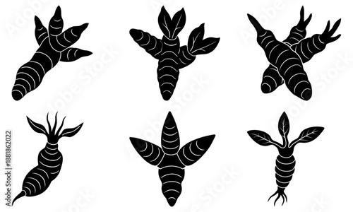 Five sprouting carrot with leaves on white background vegetable plant