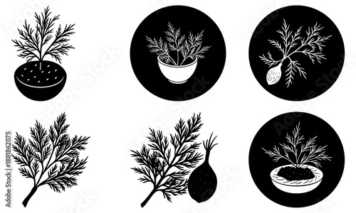 Set of five dill plant in pots and as cuttings on white background herb potted plant