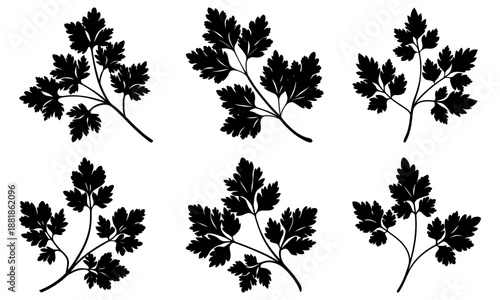 Six Black Silhouettes of Parsley Leaves on White Background leaf herb