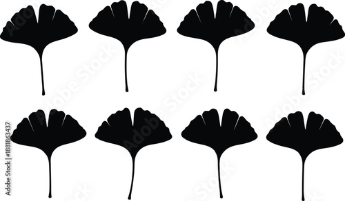 Ginkgo, biloba, leaf, silhouette, set, black, isolated, white, background, nature, autumn, botanical, organic, herbal, medicine, foliage, collection, vector, illustration, plant, element, design