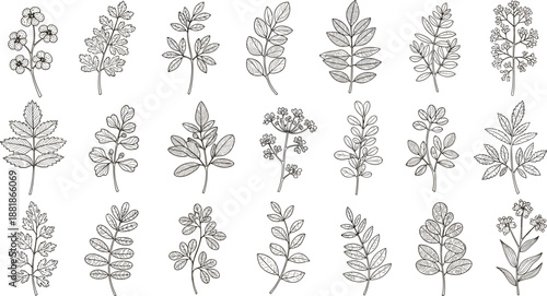 Black and white botanical icons featuring diverse herbs, floral stems, and leaf arrangements for educational and design inspiration
