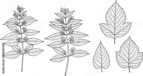   
Black and white botanical icons featuring flowering stems, serrated leaves, and plant morphology details for educational and design use