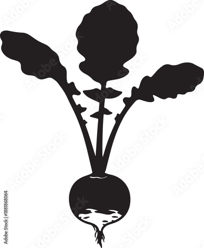 Radish plant in silhouette white background.
