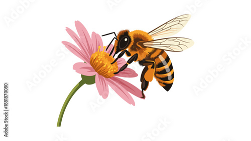 Honey Bee Collecting Nectar from Pink Flower