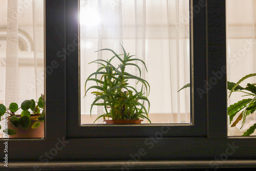 Indoor potted plants, including a prominent aloe vera, stand on a windowsill against a night window with white tulle curtains. Soft indoor lighting creates a cozy home atmosphere, highlighting the gre