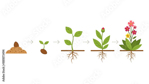 Seed Germination and Plant Growth Stages.