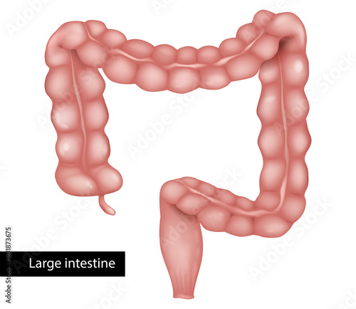 High quality medical illustration of the human large intestine anatomy showing the colon, rectum, cecum, and appendix. Clean vector style, isolated on white background. 