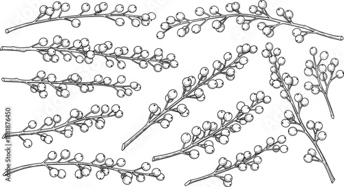 Black and white botanical icons featuring hand-drawn berry clusters and buds on stylized branches