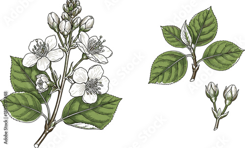 Black and white botanical illustration of flowering plant with detailed leaves, buds, and five-petaled blossoms