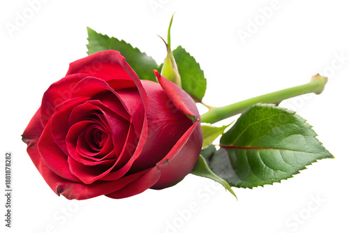 Red Rose with Green Leaves on Black Background flower 1