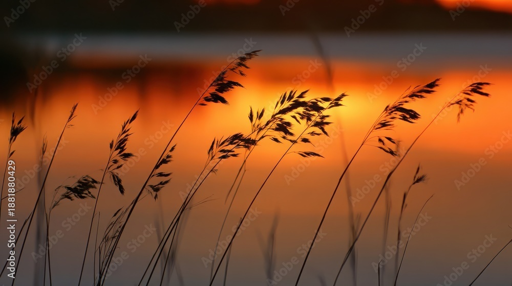 Obraz premium Tall Reeds Gently Swaying Against a Fiery Sunset Sky at Dusk