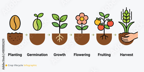 Crop lifecycle infographic illustrating six stages of plant development from planting seed in soil to harvest of mature fruit or grain
