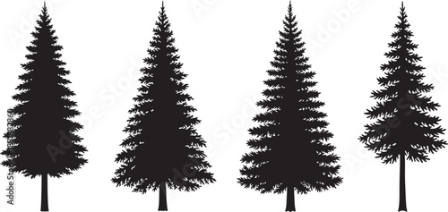 Balsam fir tree silhouette