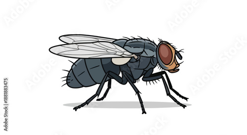 Detailed illustration of a common house fly on white background.