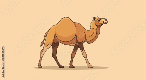 A calm dromedary camel walks gracefully in this simple desert illustration.
