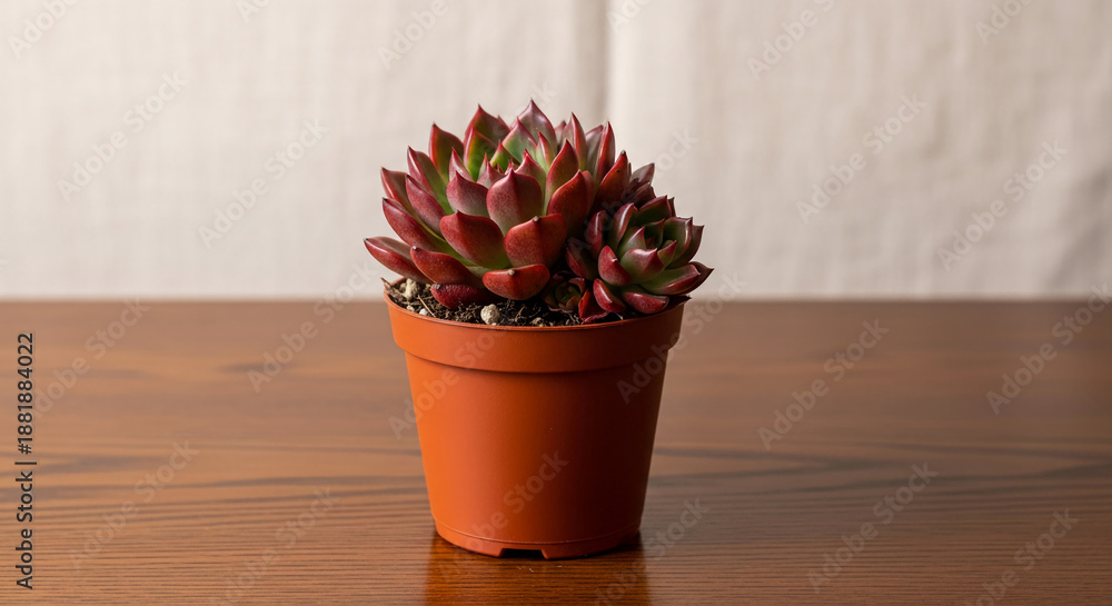 Fototapeta premium A succulent plant with red and green leaves in a brown pot, set on a wooden table against a white backdrop, representing growth, nature and tranquility
