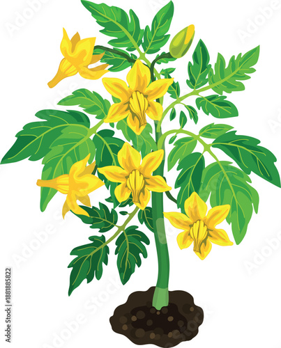 Tomato plant with green leaves and yellow flowers isolated on white background