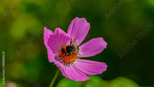 A bumblebee collects nectar on a pink cosmos flower (Cosmos bipinnatus) against a blurred background.