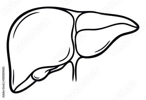 Black and white drawing of a human liver, an essential internal organ, perfect for medical textbooks, biology studies, and healthcare presentations.