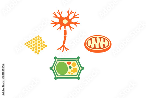 Illustration shows cell structures including neuron mitochondria and
