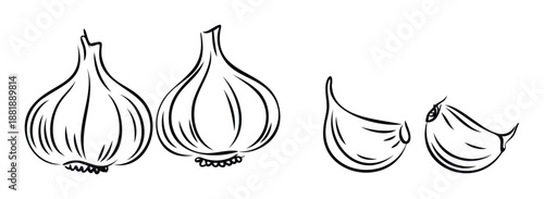 Simple line drawing of fresh garlic bulbs and separated cloves perfect for culinary themes, cooking blogs, restaurant menus, or healthy food illustrations.