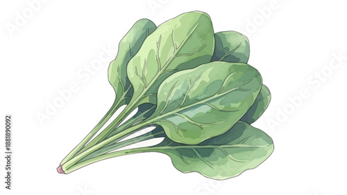 Fresh green spinach bundle with healthy leafy vegetables