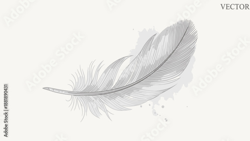 Detailed gray bird feather illustration with soft shading