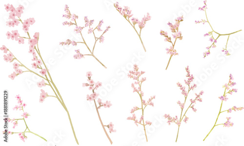 set of Watercolor vector illustrator flower branch, isolated on white background