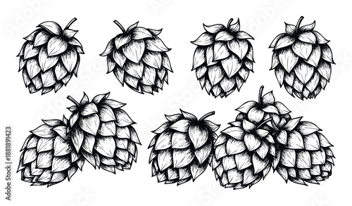 Vintage styled black and white botanical illustration set of fresh hop cones ideal for use in brewery branding, beverage labels, and pub menus