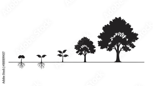Tree growth stages from seed to mature tree, black silhouette on white background.