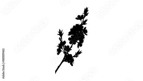 Silhouette of a flowering branch against a white background, ideal for design elements.